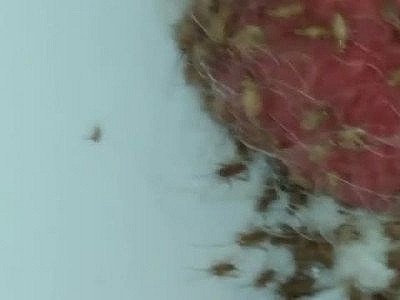 Creature comfort cricket tub